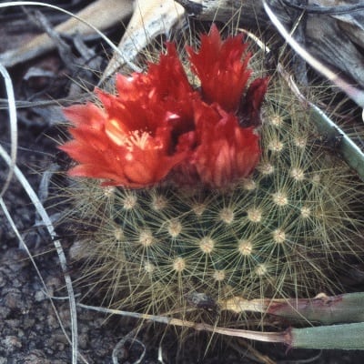 parodia penicillata