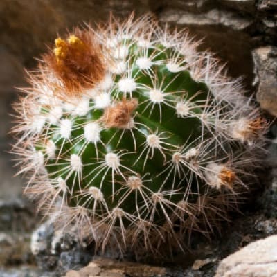 parodia procera