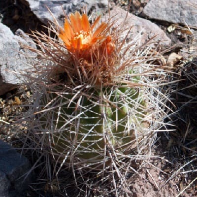 parodia ritteri