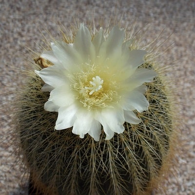 parodia schumanniana subsp. claviceps