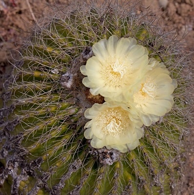 parodia schumanniana