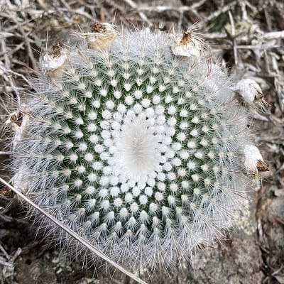 parodia scopa