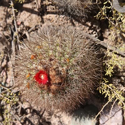 parodia stuemeri