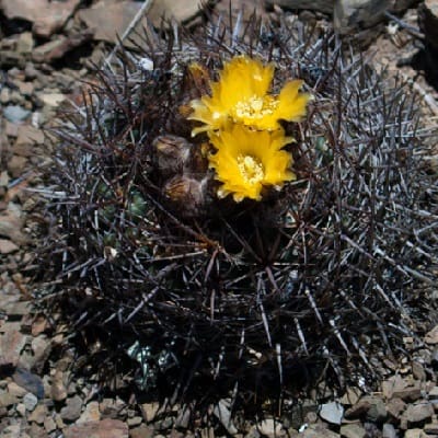 parodia subterranea