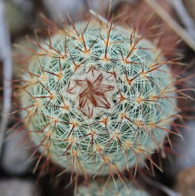 parodia tenuicylindrica