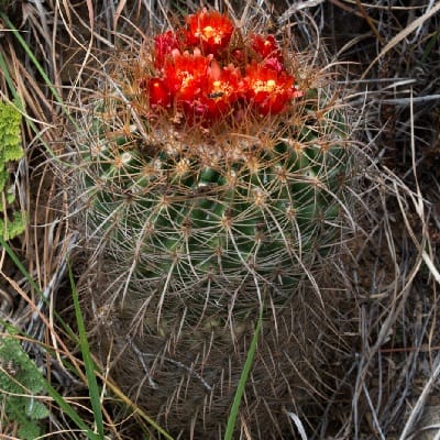 parodia tuberculata