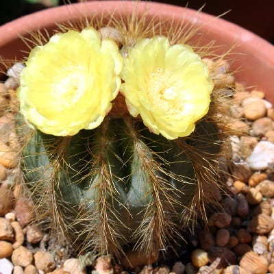 parodia warasii