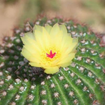 parodia werdermanniana