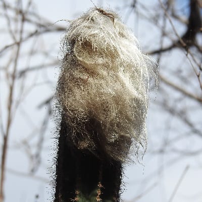 pilosocereus alensis