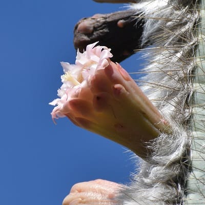 pilosocereus chrysacanthus