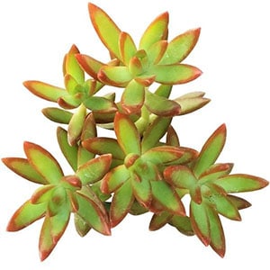 sedum adolphii succulents