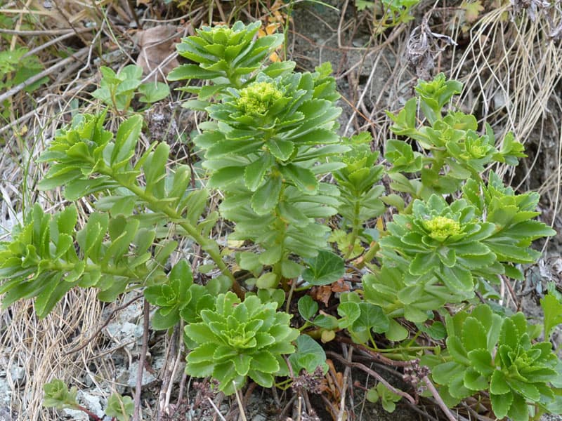 sedum aizoon miisabo