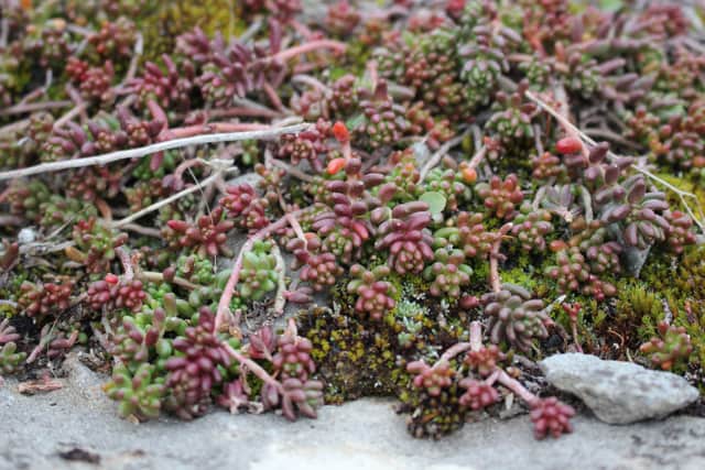 sedum anglicum ruud de block