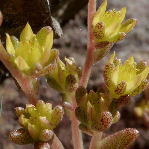 sedum annuum nessy