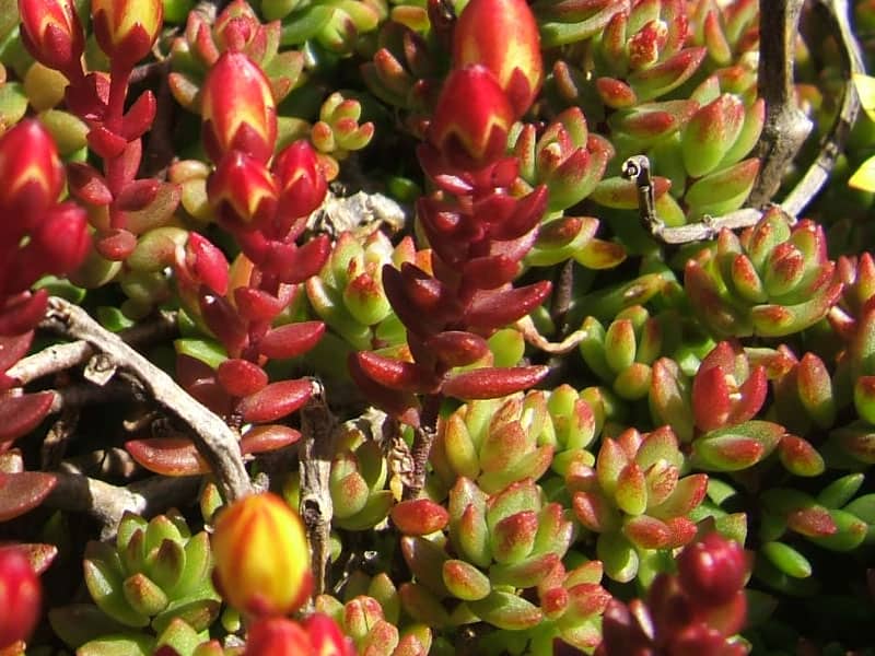 sedum baleensis stefancek