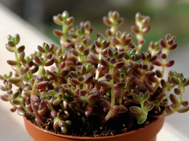 sedum brevifolium sakyurek