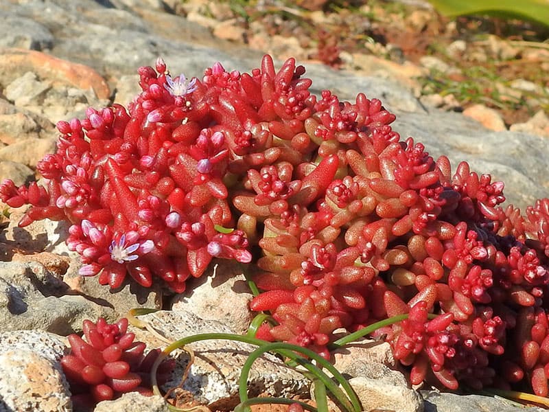 sedum caeruleum nick dobbs