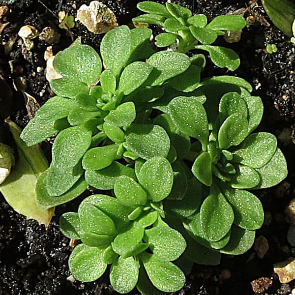 sedum cepaea lourdes