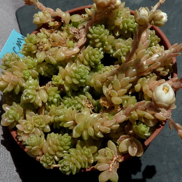 sedum compactum nessy