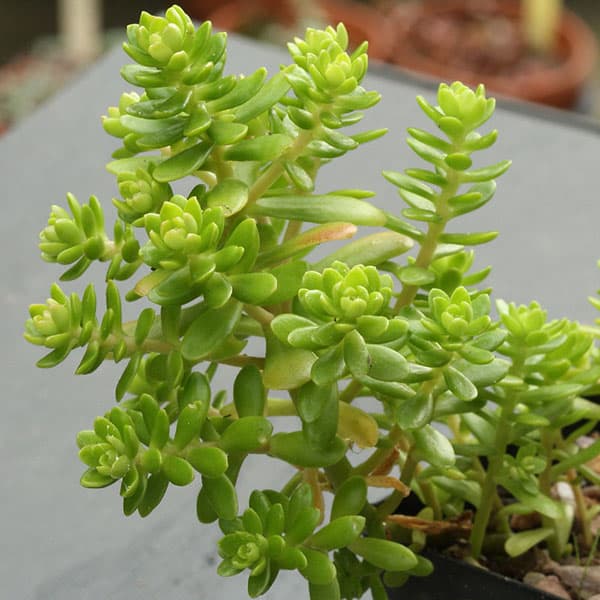 sedum confusum liz21uk