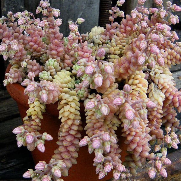 sedum dasyphyllum manue64