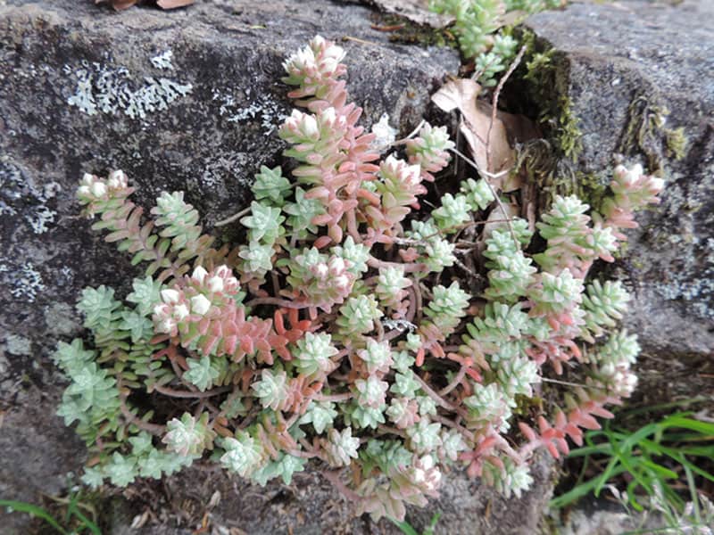 sedum farinosum marcoschmidt frankfurt