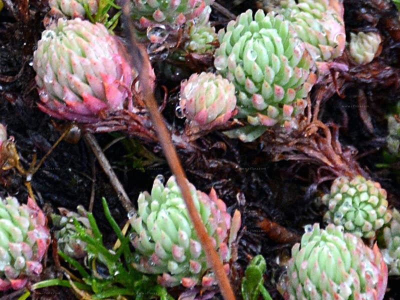 sedum forsterianum bao khang luu