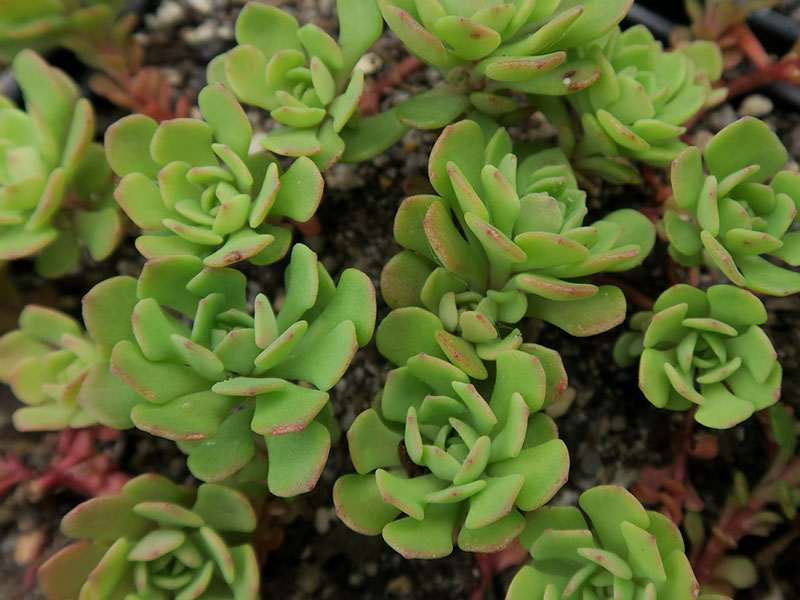 sedum glaucophyllum nessy