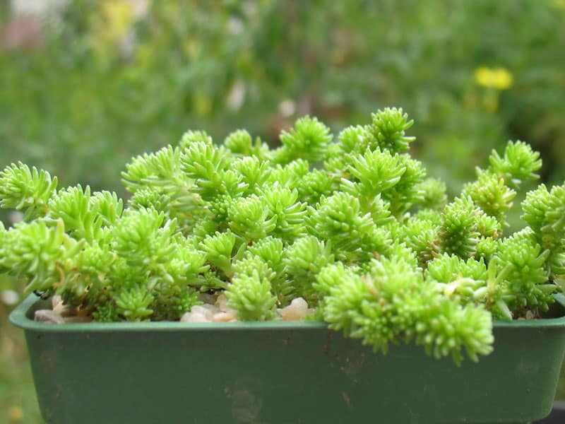 sedum gracile nessy