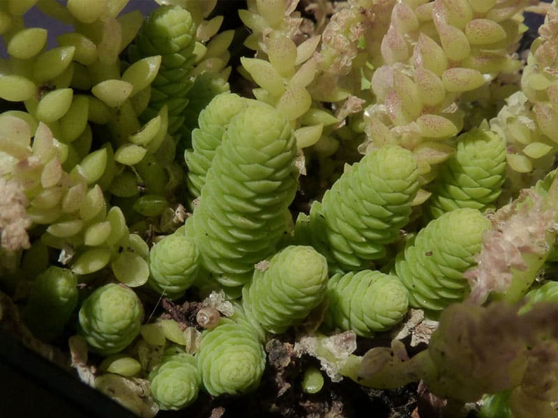 sedum greggii nessy