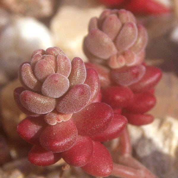 sedum gypsicola saboten