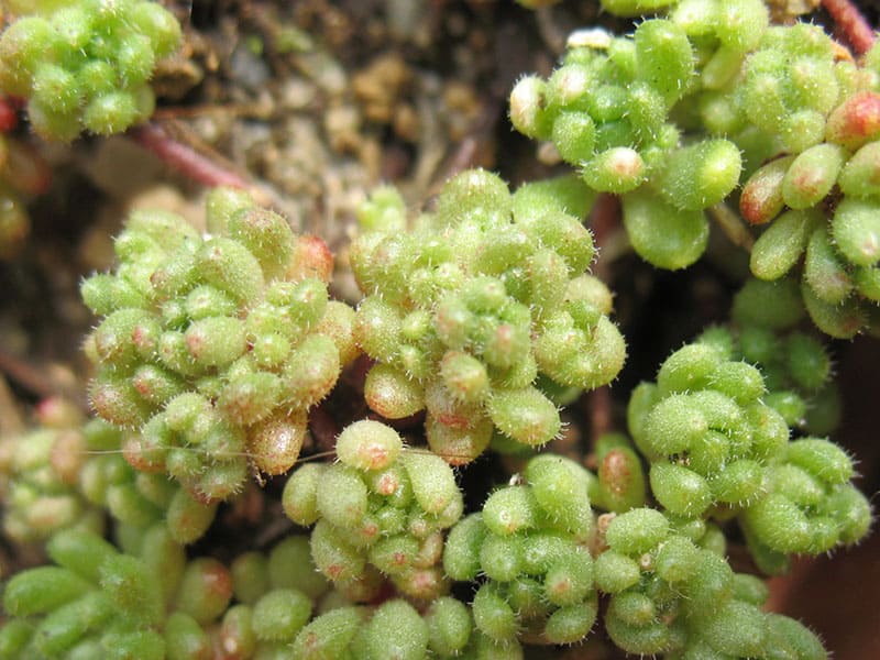 sedum hirsutum nessy