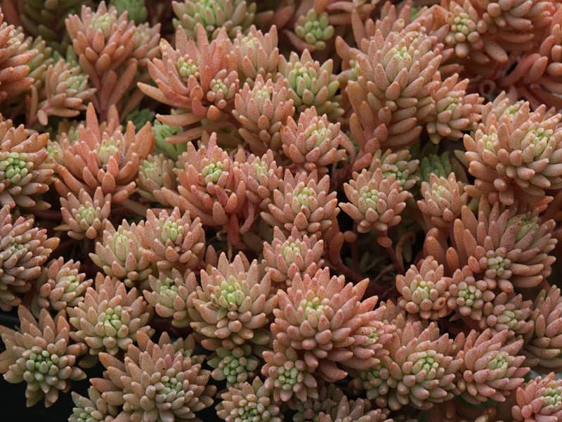 sedum hispanicum liz21uk