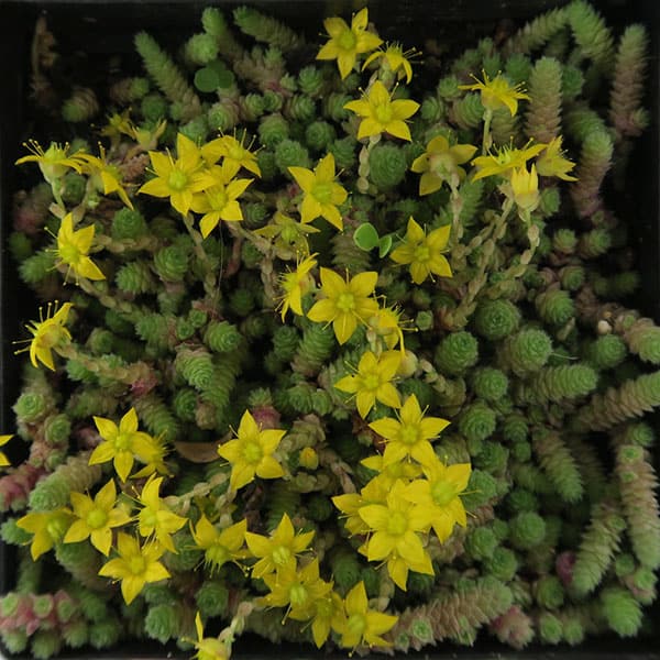 sedum humifusum nessy