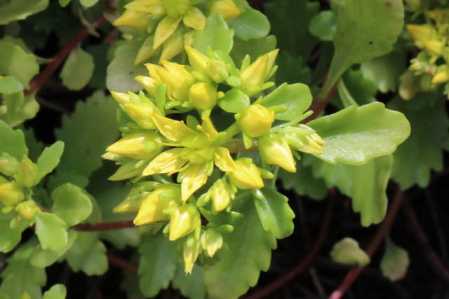 sedum hybridum ruud de block