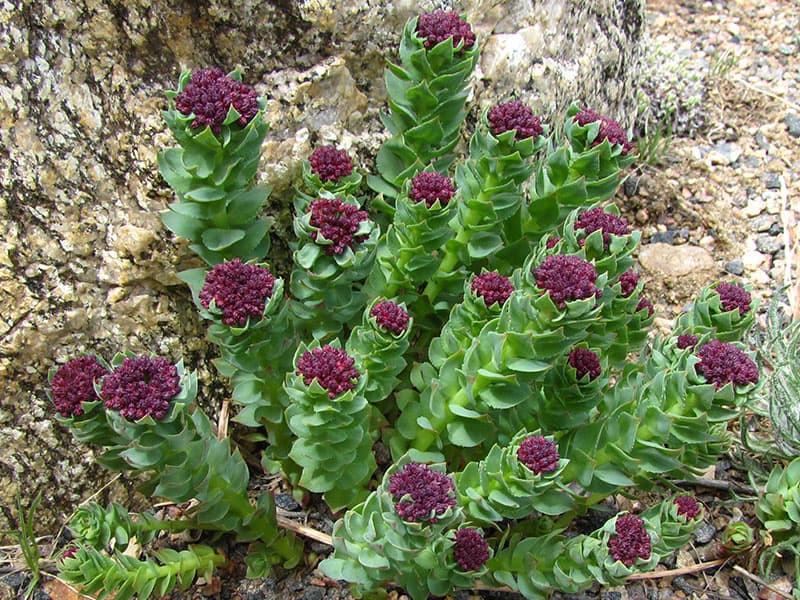 sedum integrifolium chris malek