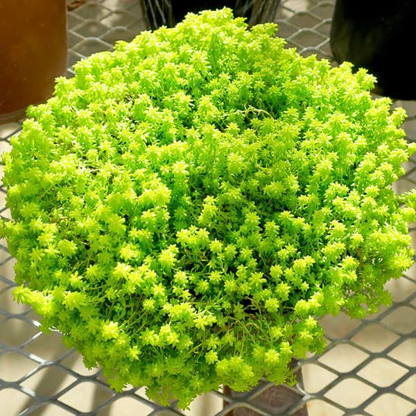 sedum japonicum tokyo sun tunotaro