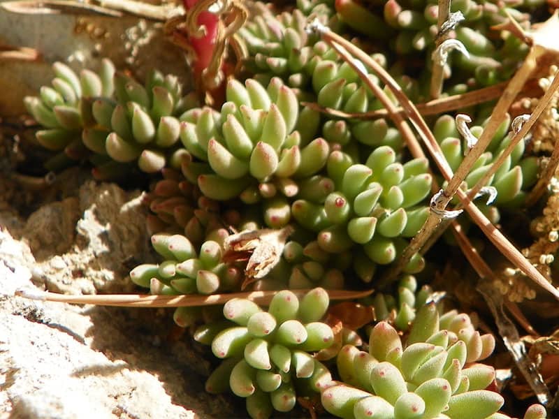 sedum lanceolatum sierrarainshadow