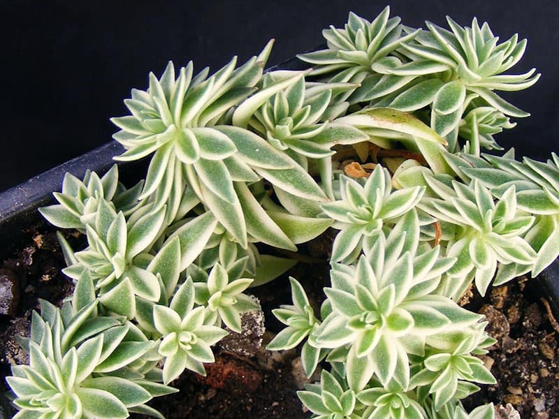 sedum lineare variegatum banu