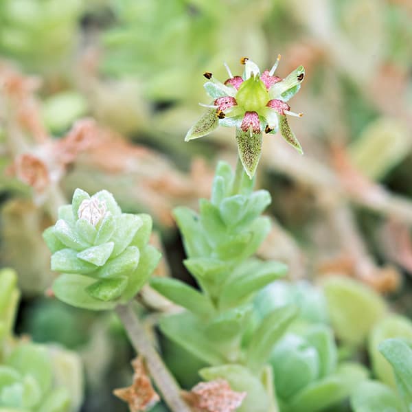 sedum longipes stefan neuwirth