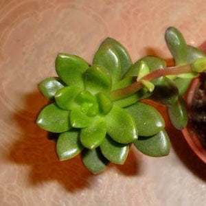 sedum lucidum sylvie piccolotto