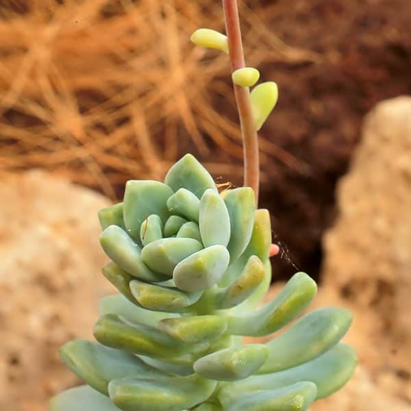 sedum macdougallii stefan neuwirth