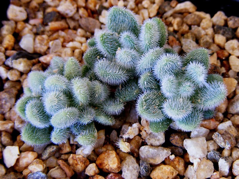 sedum mocinianum banu