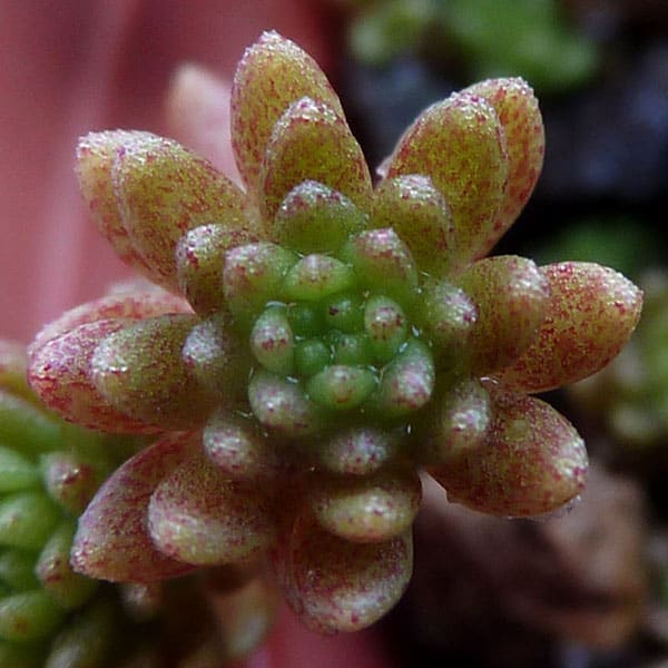 sedum monregalense nessy