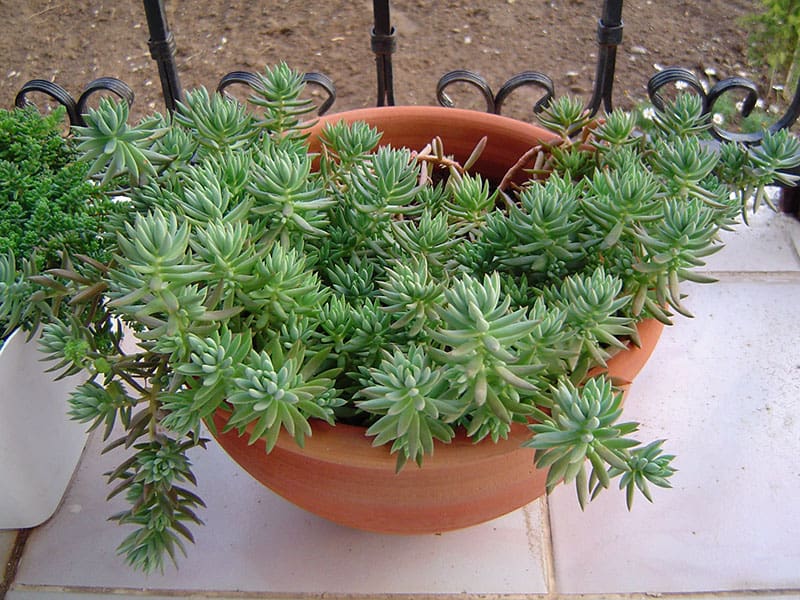sedum montanum subsp. orientale banu