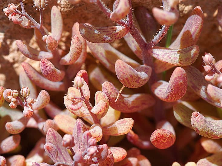 sedum mucizonia valter jacinto