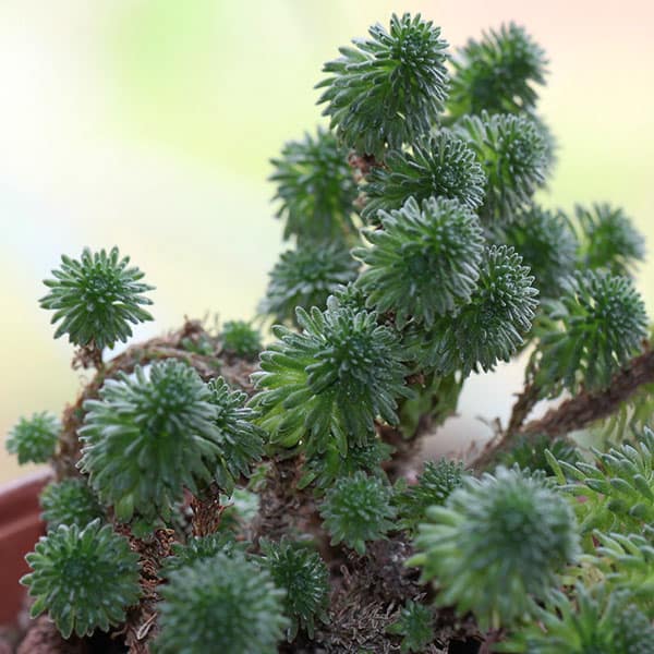 sedum multiceps alloe.