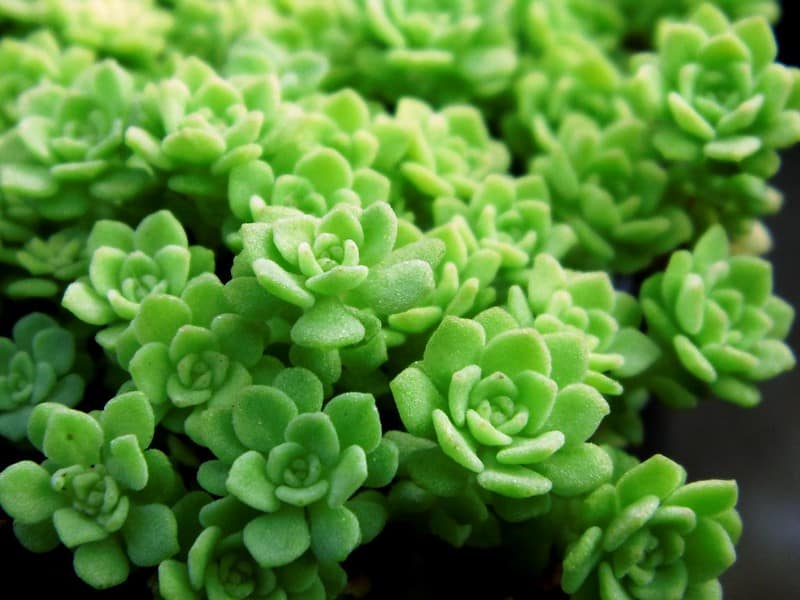 sedum nevii skolnik