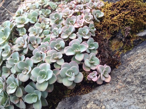 sedum obcordatum pcarreyes