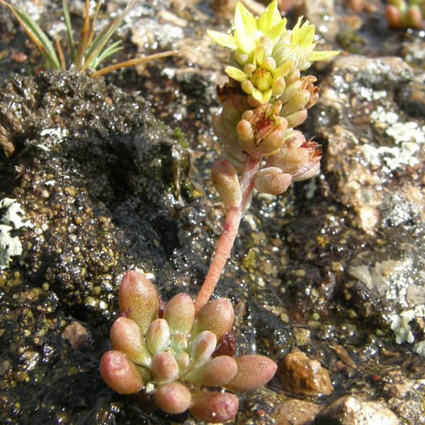 sedum oteroi carlosmartorell69